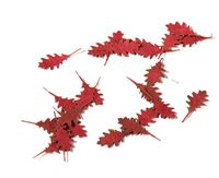 Northern Red Oak Autumn - Dry Leaves